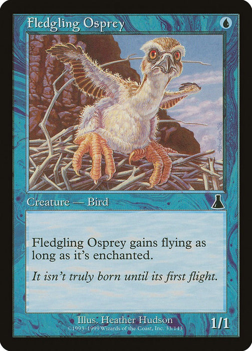 Fledgling Osprey [UDS - 33]